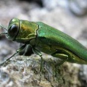 Des frênes abattus sur Grande-Allée Des frênes abattus sur Grande-Allée