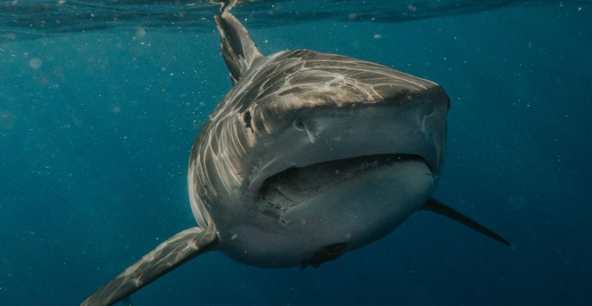 Attaque de requin blanc à Gaspé