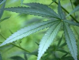 Drogue : 14 personnes arrêtées