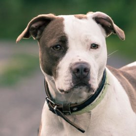Les pitbulls ne seront pas interdits au Québec