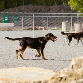 Déménagement en vue pour le parc à chiens de Pointe-aux-lièvres?