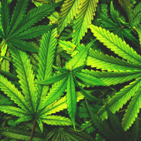 Qui fume de la marijuana?