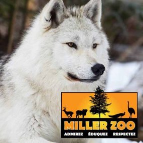 Découvertes au Miller Zoo