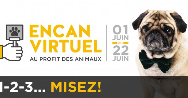  L'encan virtuel de la SPA de Québec