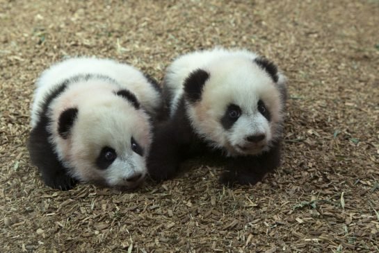 MIGNON : Les 2 pandas de Toronto en pleine forme !