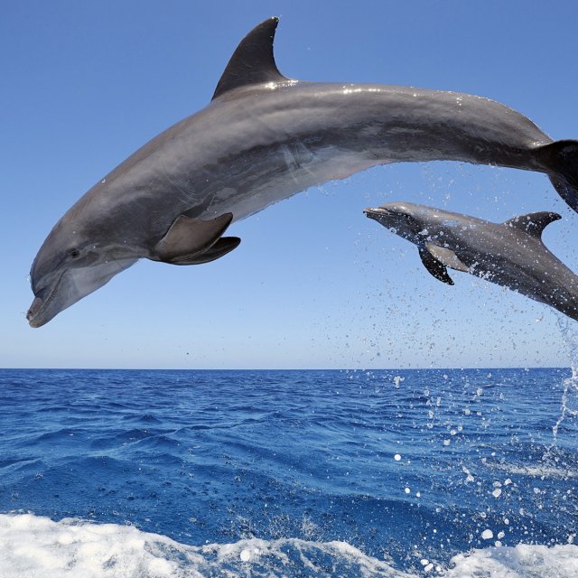 Un dauphin vient au monde !