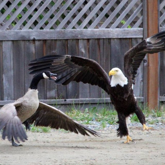 Duel : Aigle vs Oie !