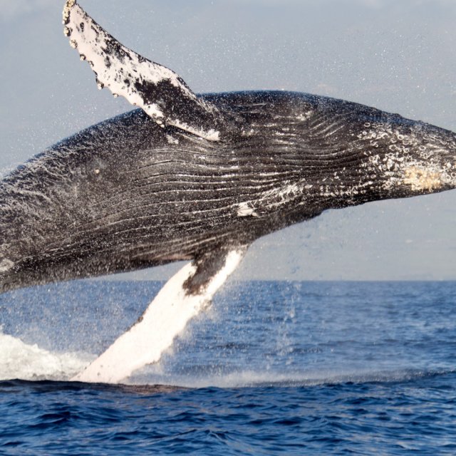 De baleine à bosse à baleine de proche !