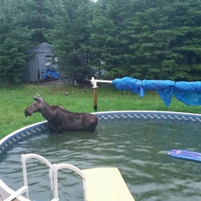 Un orignal dans la piscine