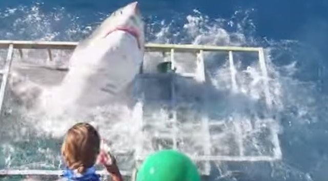 Un grand requin blanc partage la cage d'un plongeur