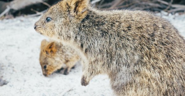 Des films sous le thème du jour de la marmotte! 